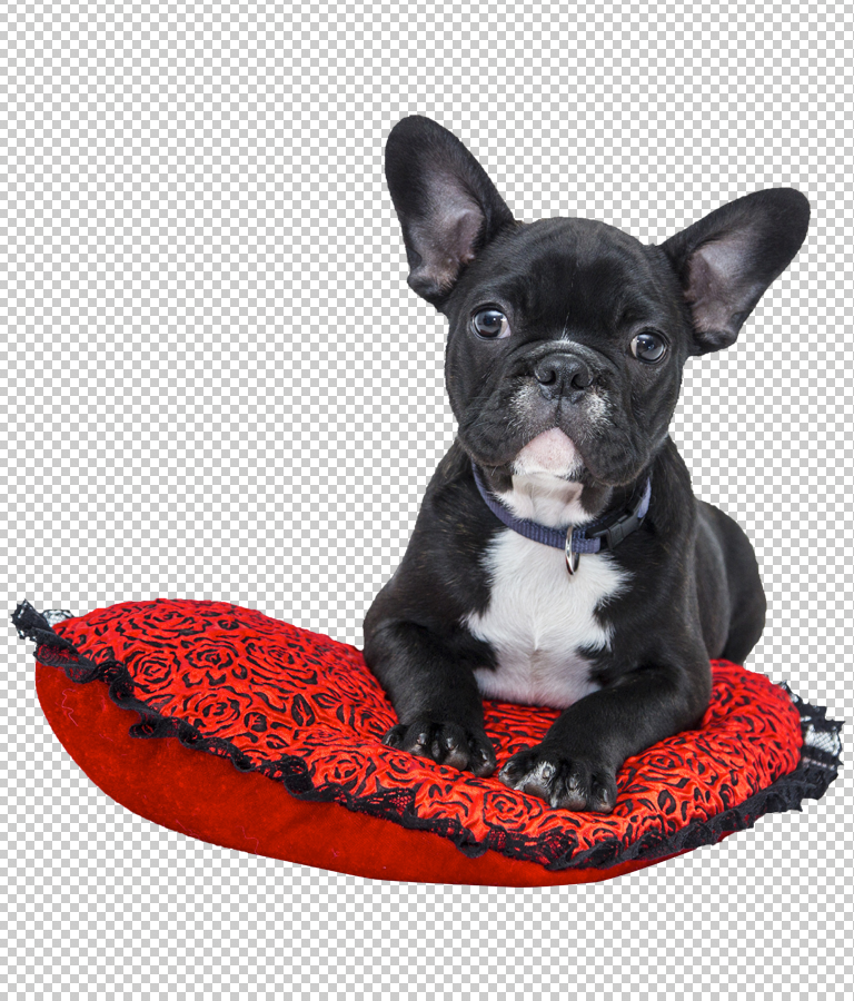 Download Free Transparent Bulldog Png by Divine Works
