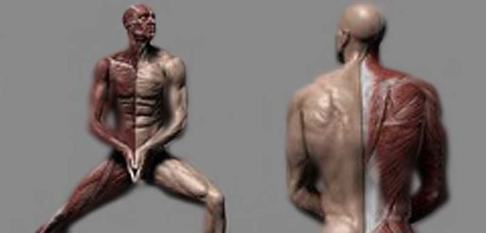 Human Anatomy for Artists using Zbrush and Photoshop