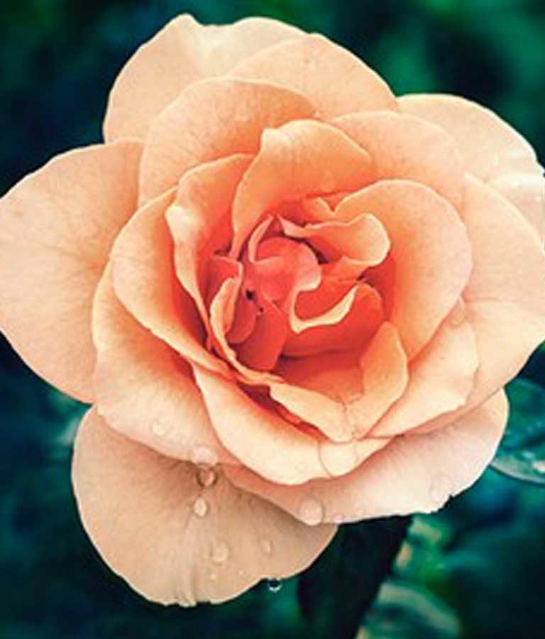 The Ultimate Masterclass For Creative Flower Photography
