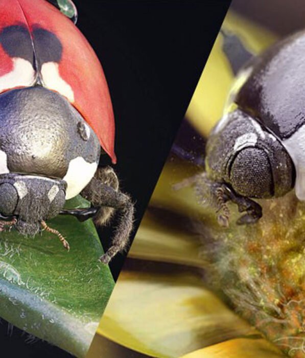 Cinema 4D / ZBrush - Learn how to make great illustrations