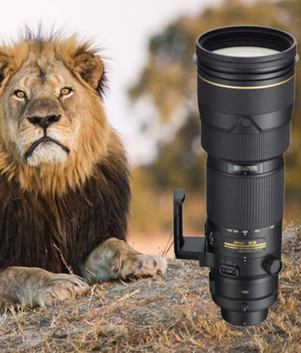 Wildlife Photography for Beginners and Amateurs