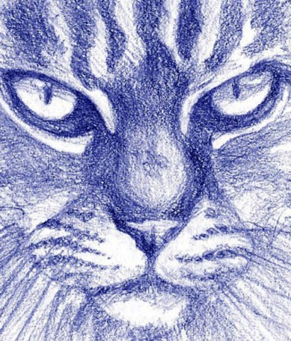 Drawing Animals From Anatomy to Rendering