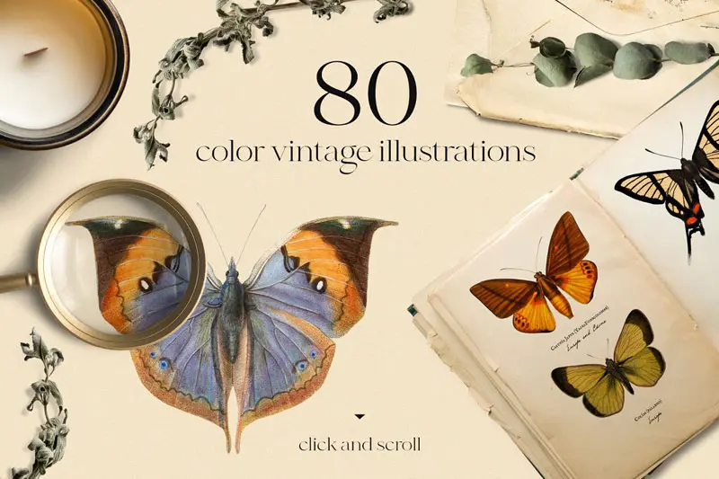 Vintage butterfly modern collection