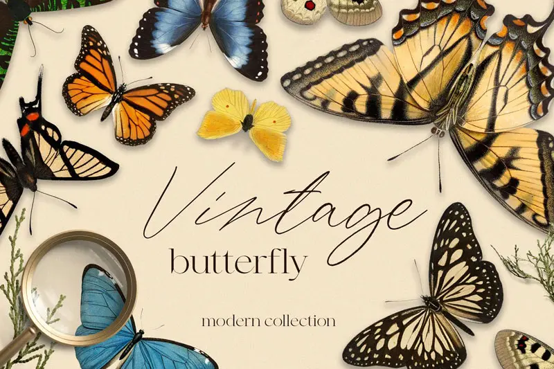 Vintage butterfly modern collection