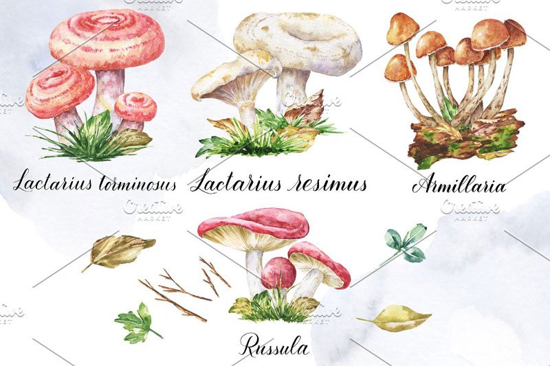 Watercolor Edible Mushrooms