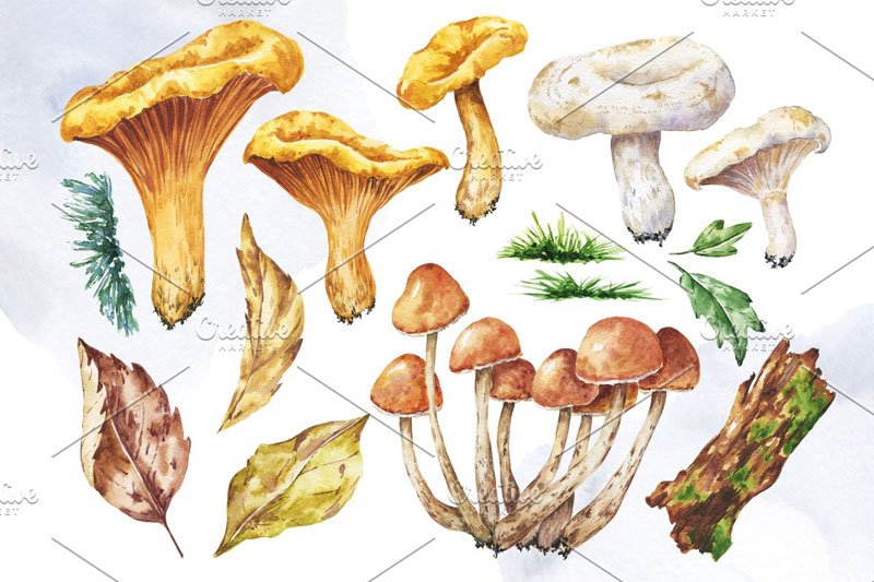 Watercolor Edible Mushrooms