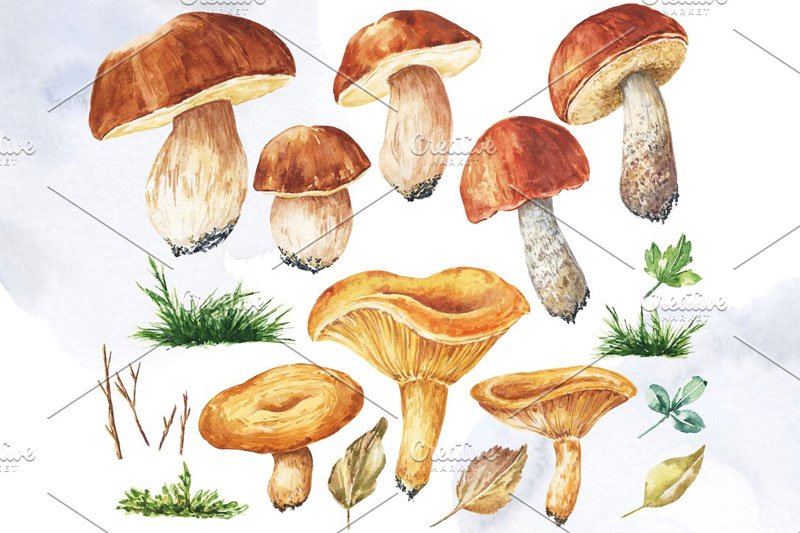 Watercolor Edible Mushrooms