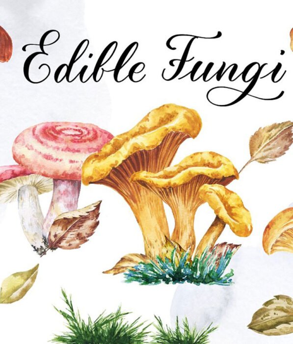 Watercolor Edible Mushrooms