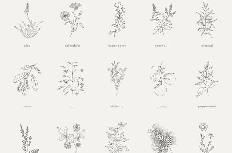 Plants, herbs, nuts & fruits pack