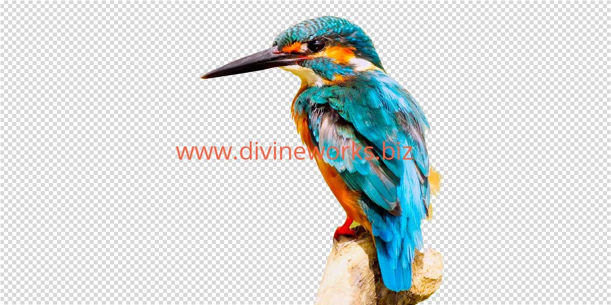 Transparent Kingfisher Png