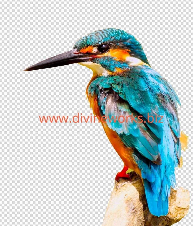 Transparent Kingfisher Png