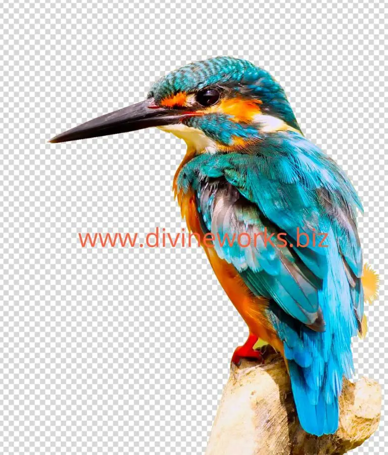 Transparent Kingfisher Png