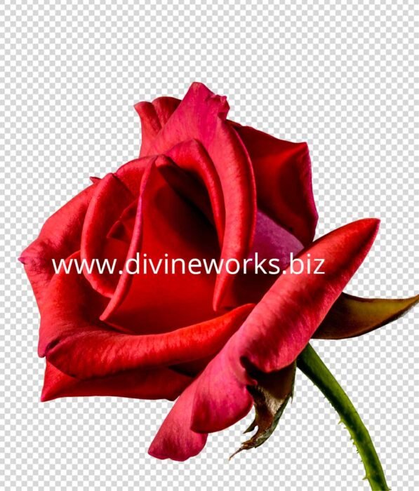 Transparent Red Rose Png