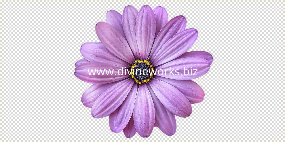 Flower PNG