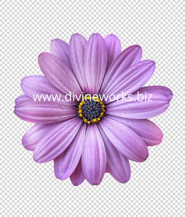 Flower PNG