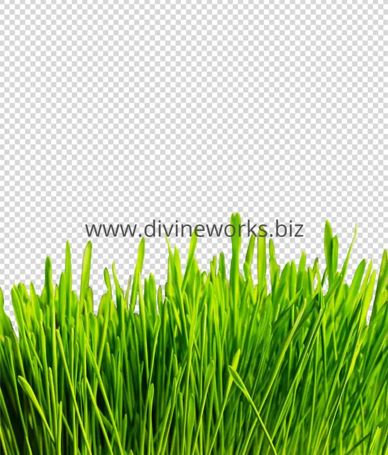 Grass Png free Download