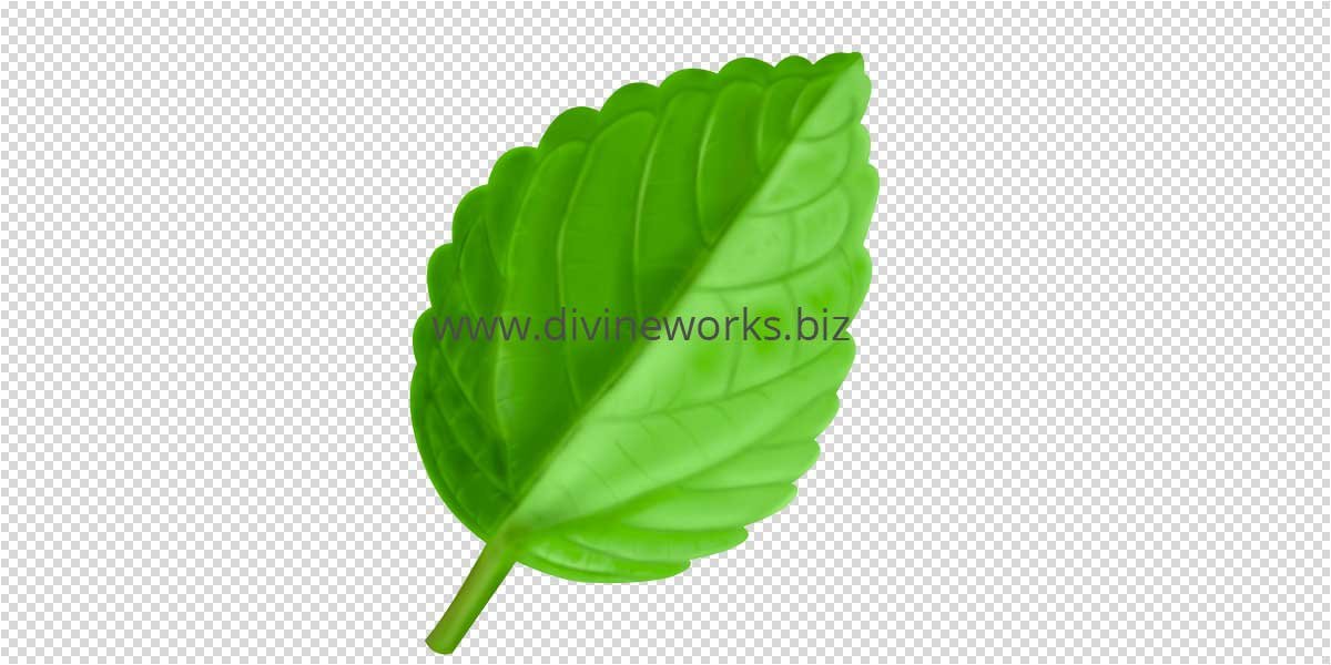 Transparent Green Leaf Png
