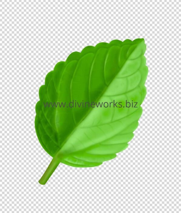 Transparent Green Leaf Png