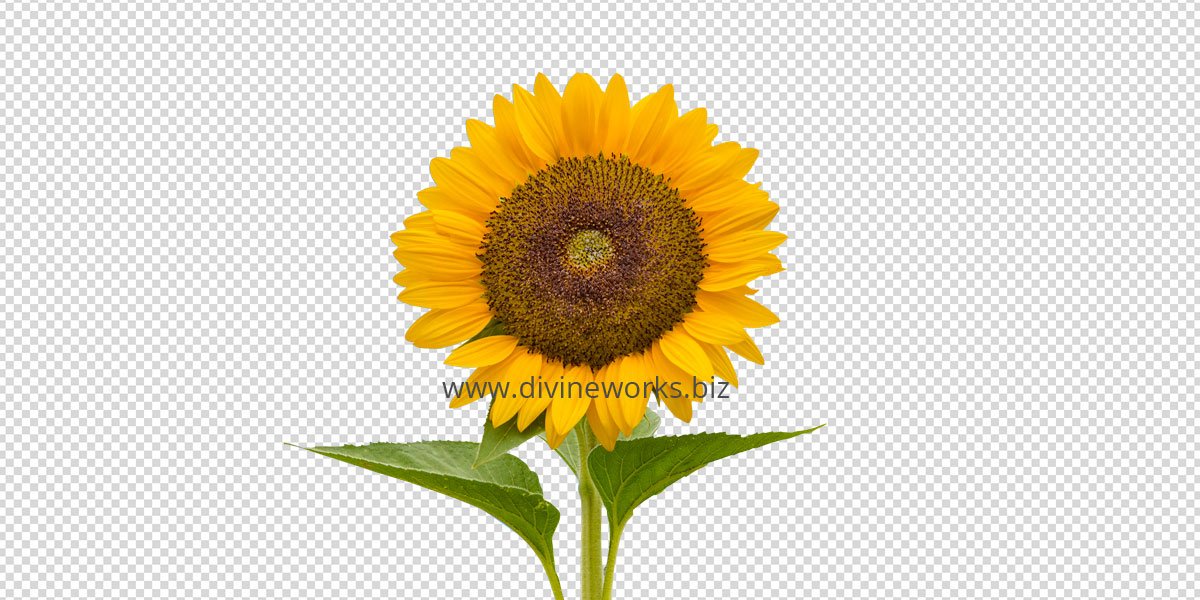 Transparent Sunflower Png
