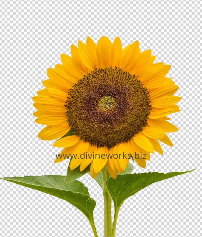 Transparent Sunflower Png