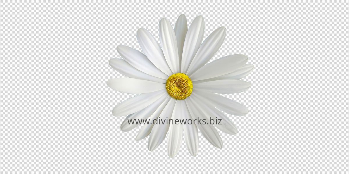 Daisy Png image