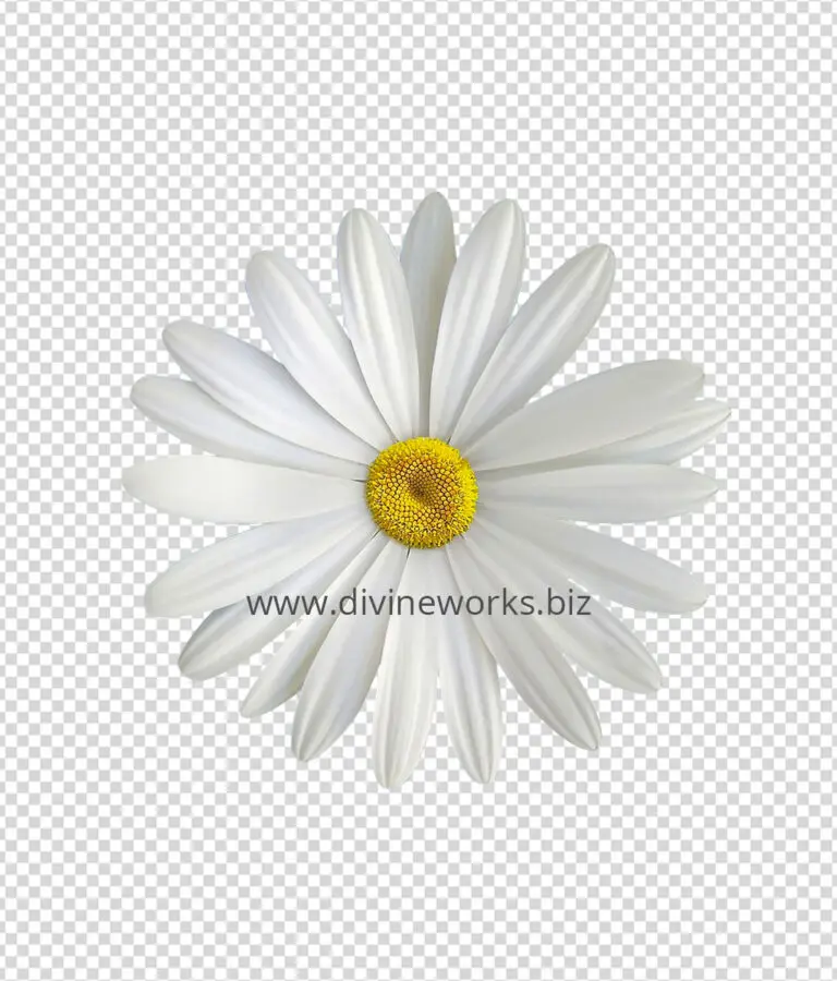 Daisy Png image