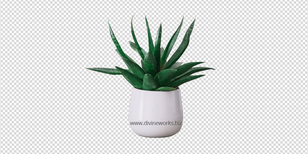 Snake Plant Png