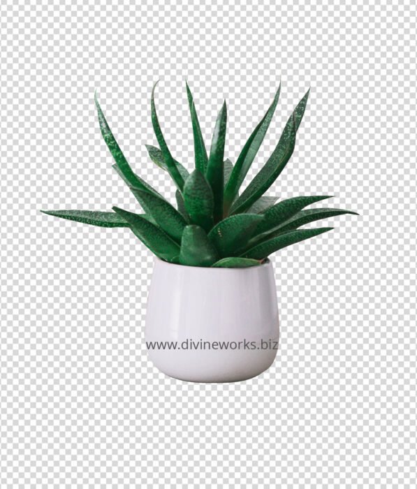 Snake Plant Png