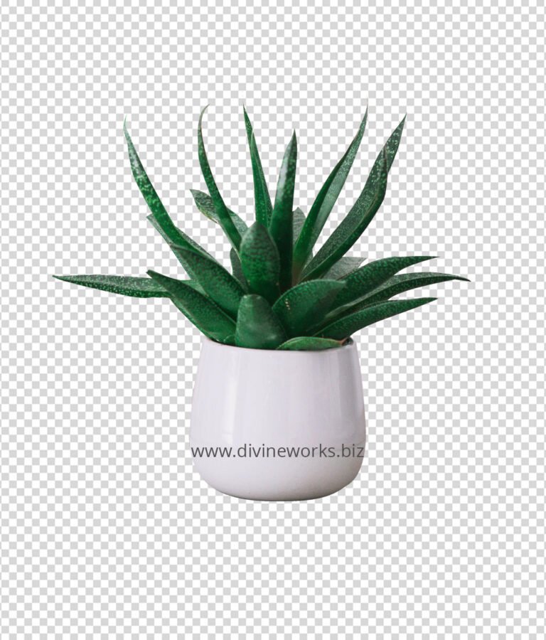 Snake Plant Png