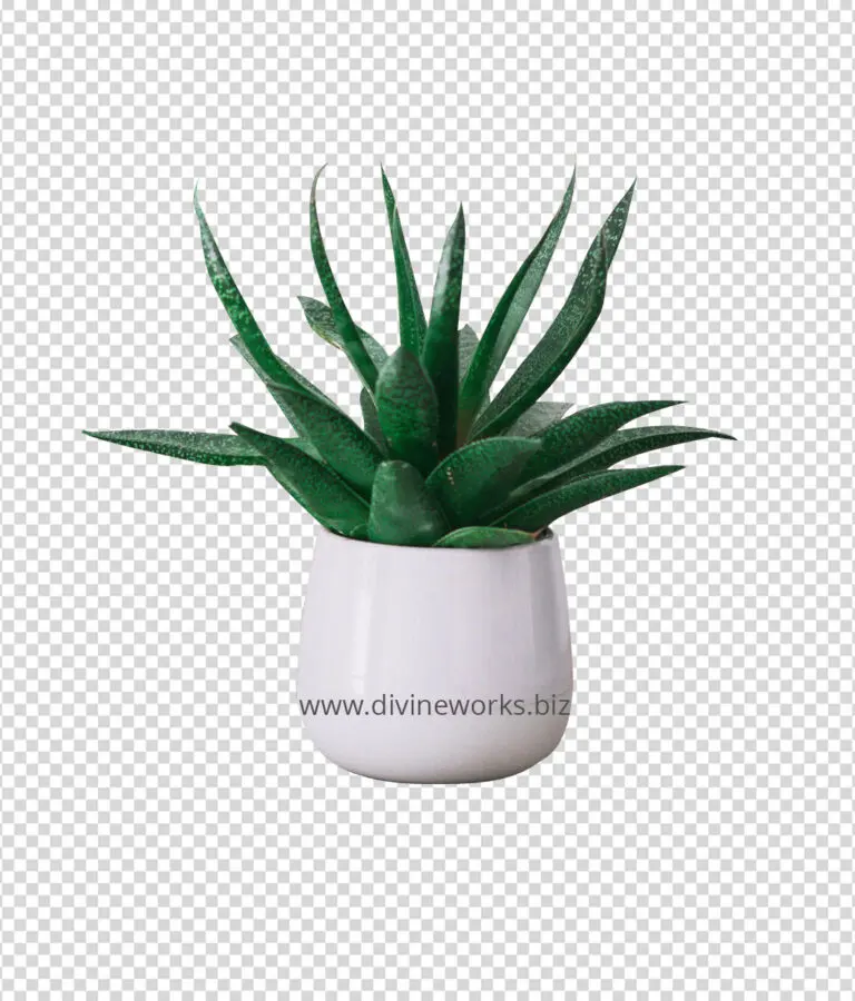 Snake Plant Png