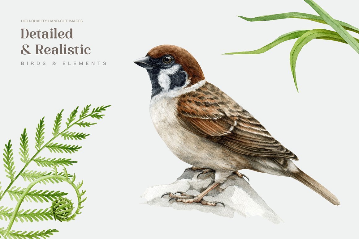 Forest Birds Watercolor Set