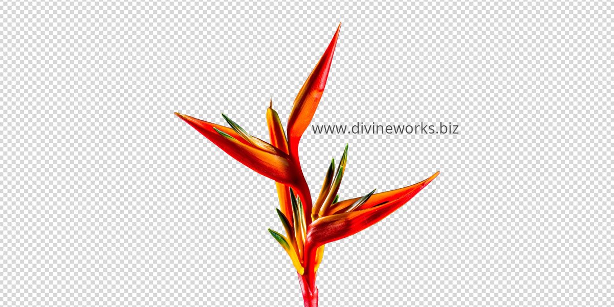Red Leaf Plant Png