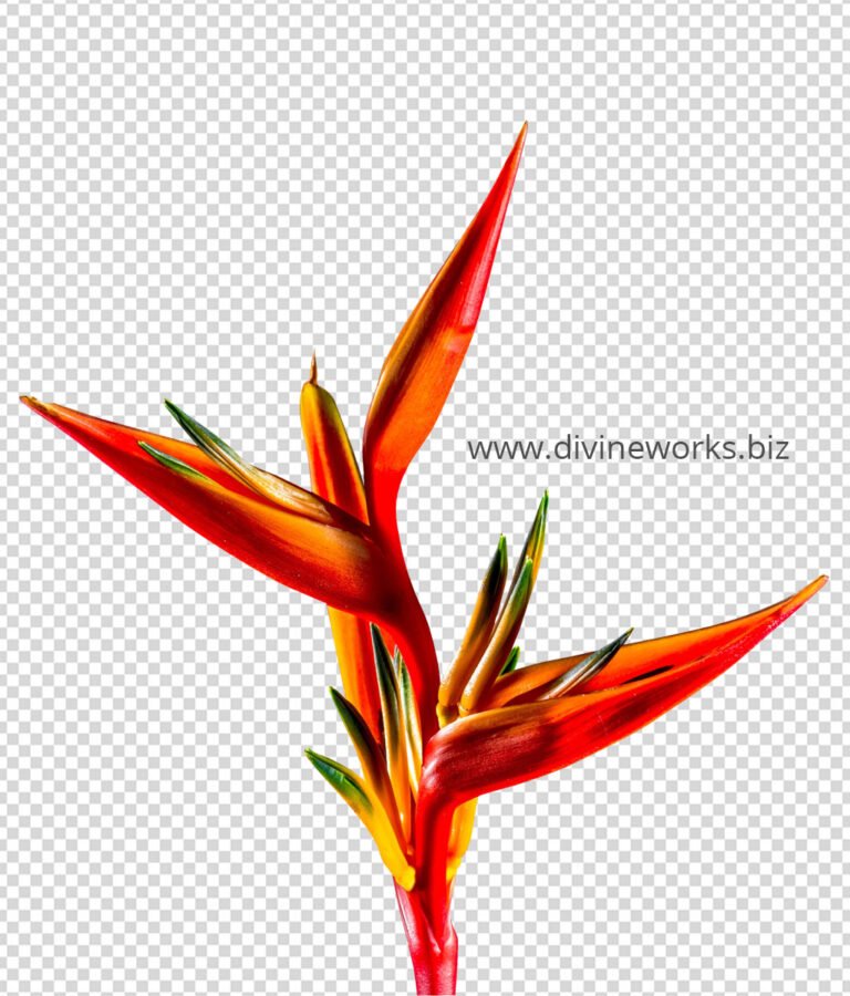 Red Leaf Plant Png