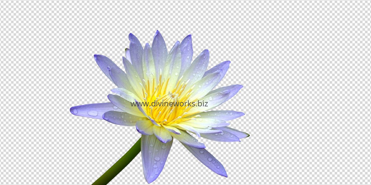 Flower Png