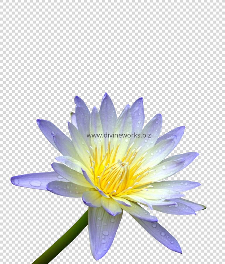 Flower Png