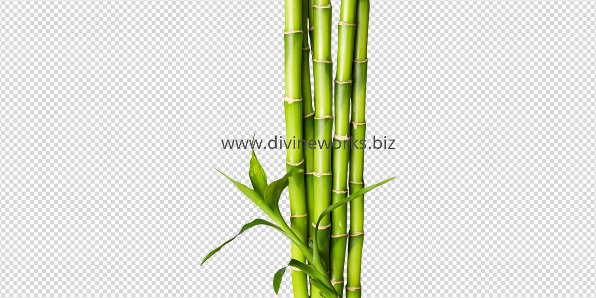 Bamboo Png Image