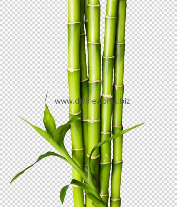 Bamboo Png Image